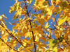 fall colors canada