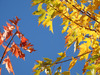 fall colors canada